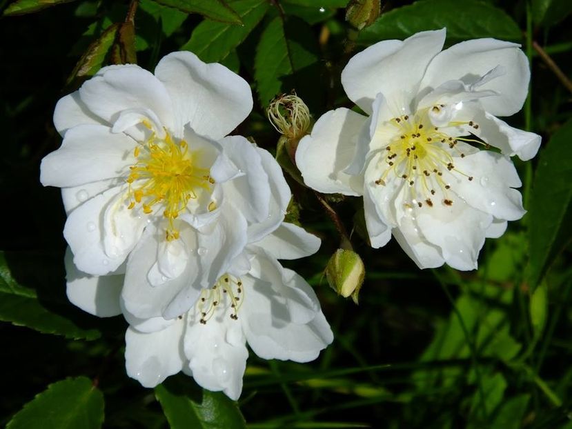 darlow's enigma - 2016_05_06_Mai_Iunie