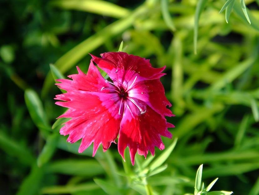 garofita - 2016_05_06_Mai_Iunie