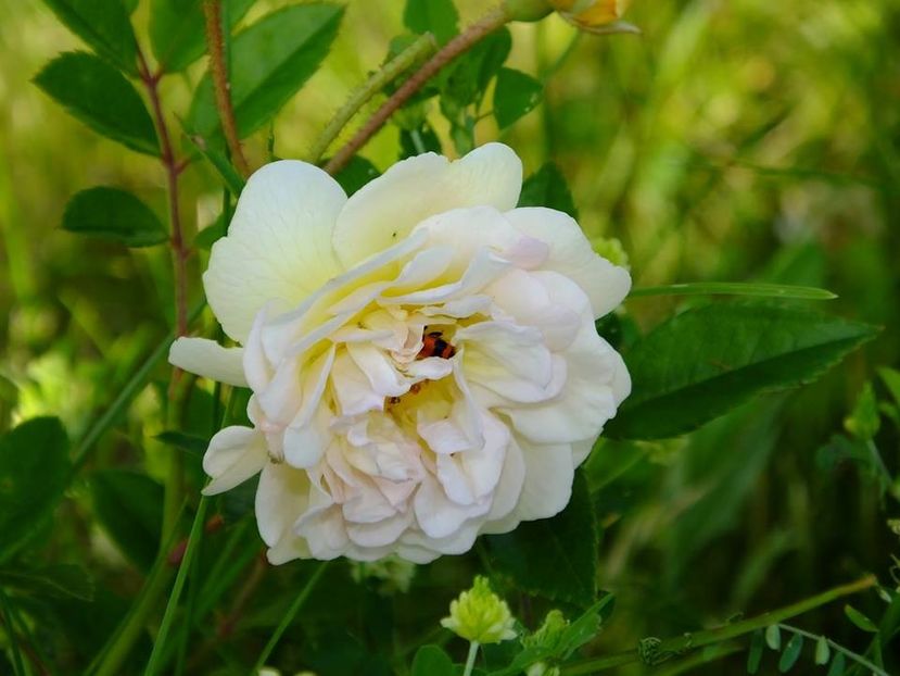 ghirlande de feligonde - 2016_05_06_Mai_Iunie