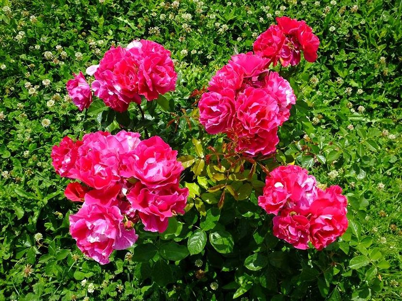 guy savoy2 - 2016_05_06_Mai_Iunie