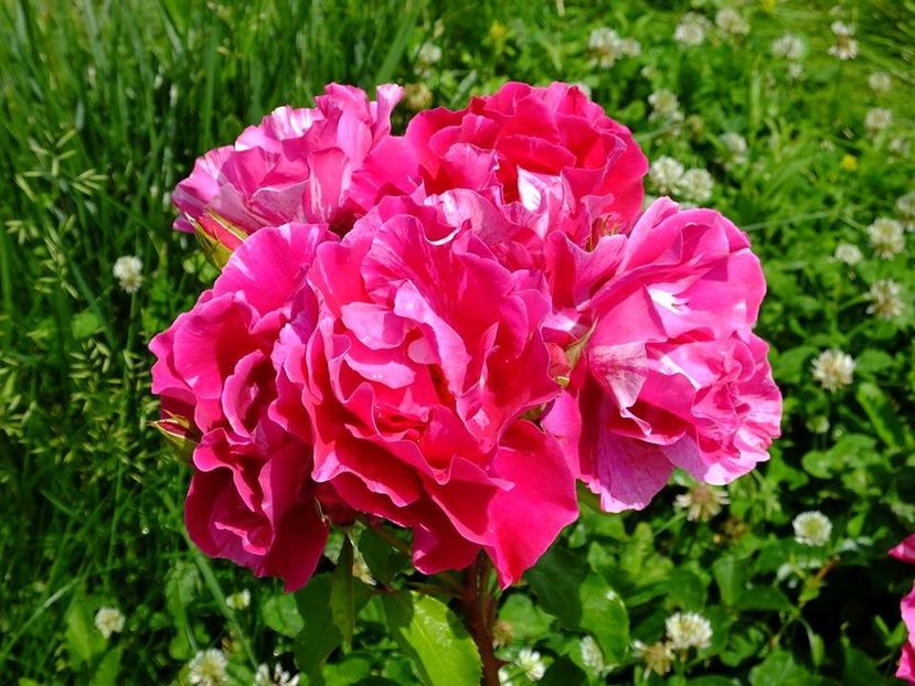 guy savoy3 - 2016_05_06_Mai_Iunie