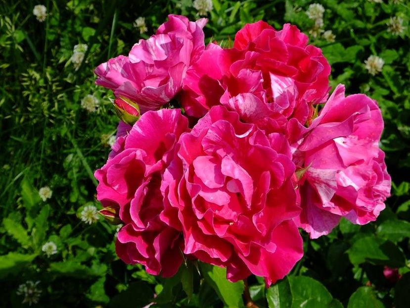 guy savoy4 - 2016_05_06_Mai_Iunie