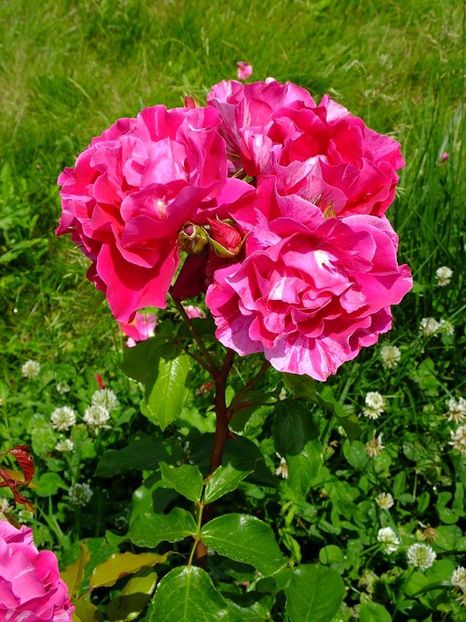 guy savoy5 - 2016_05_06_Mai_Iunie