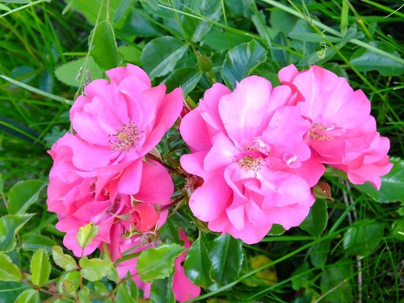 haidetraum 1 - 2016_05_06_Mai_Iunie