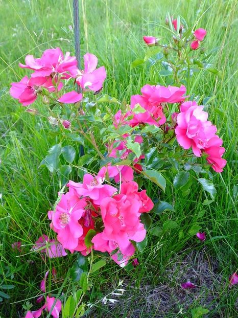 haidetraum 2 - 2016_05_06_Mai_Iunie