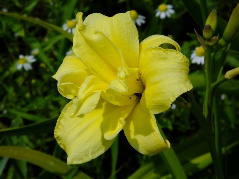 herm galb fl pop - 2016_05_06_Mai_Iunie