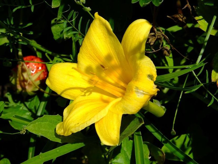 herm stelladóro - 2016_05_06_Mai_Iunie