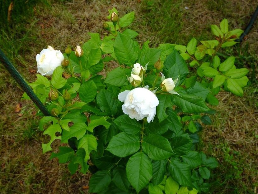 kleterrose 2 - 2016_05_06_Mai_Iunie