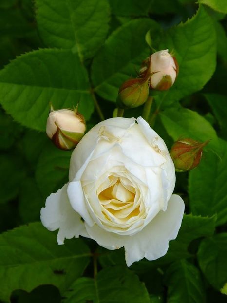 kleterrose 3 - 2016_05_06_Mai_Iunie