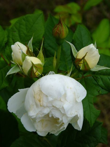 kleterrose 4 - 2016_05_06_Mai_Iunie