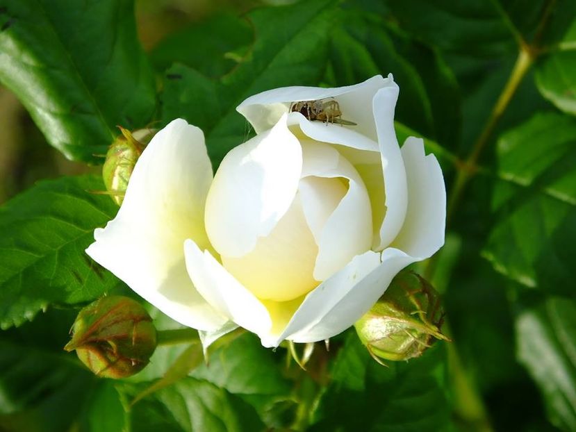 kleterrose - 2016_05_06_Mai_Iunie