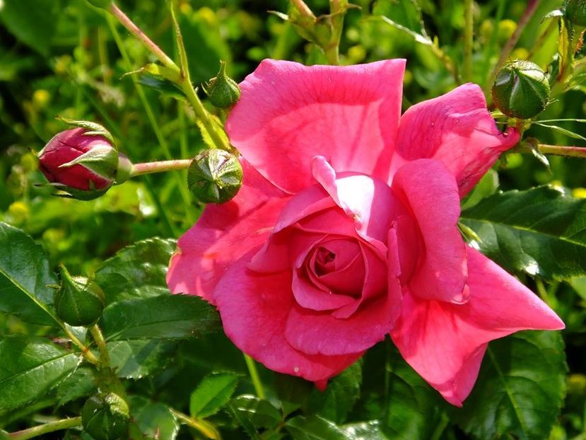 laguna 2 - 2016_05_06_Mai_Iunie