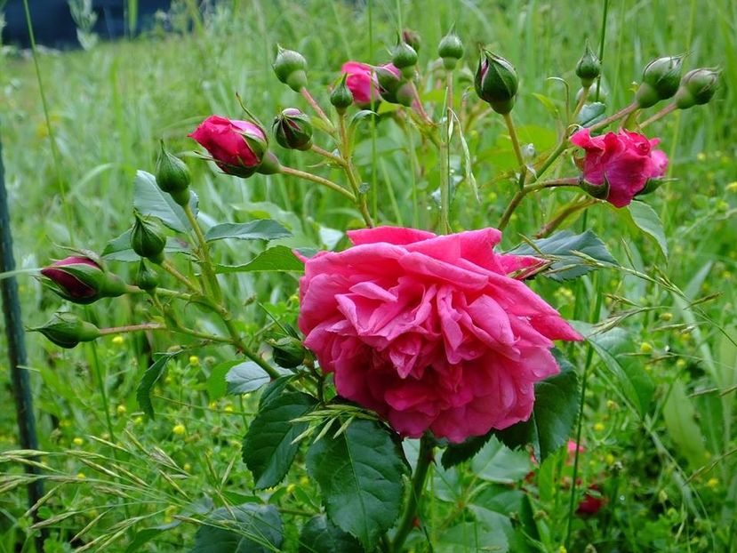 laguna - 2016_05_06_Mai_Iunie