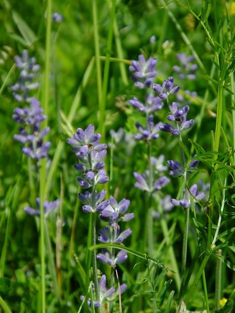 levantica2 - 2016_05_06_Mai_Iunie