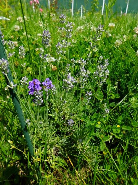 levantica3 - 2016_05_06_Mai_Iunie