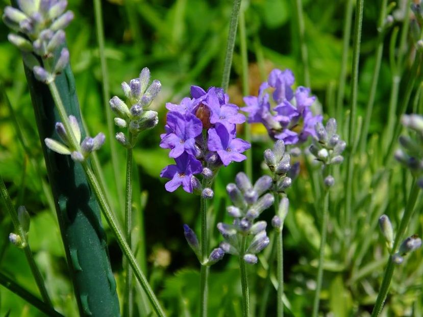 levantica5 - 2016_05_06_Mai_Iunie