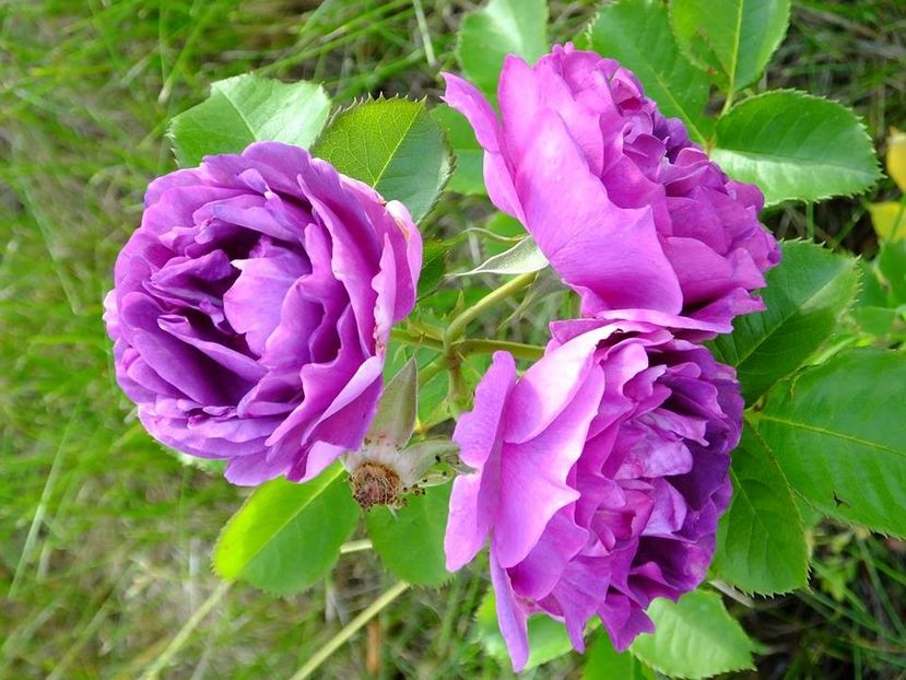 minerva 1 - 2016_05_06_Mai_Iunie