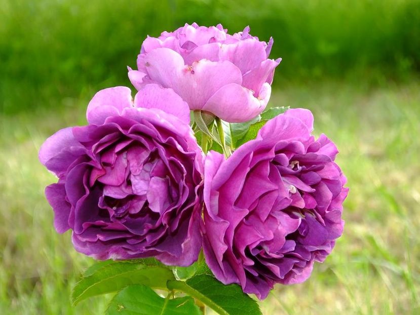 minerva 2 - 2016_05_06_Mai_Iunie