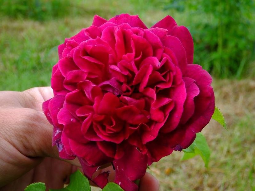 munstead wood - 2016_05_06_Mai_Iunie