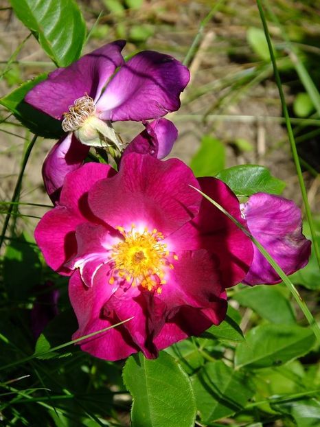 night owl 1 - 2016_05_06_Mai_Iunie