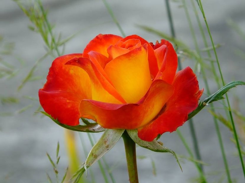 nn th inflacarat 2 - 2016_05_06_Mai_Iunie