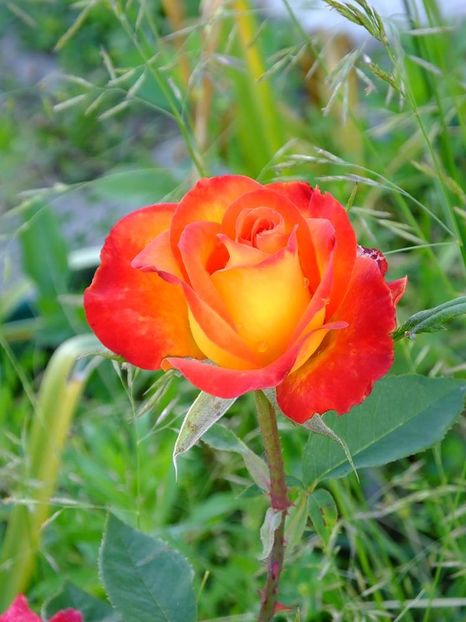 nn th inflacarat - 2016_05_06_Mai_Iunie