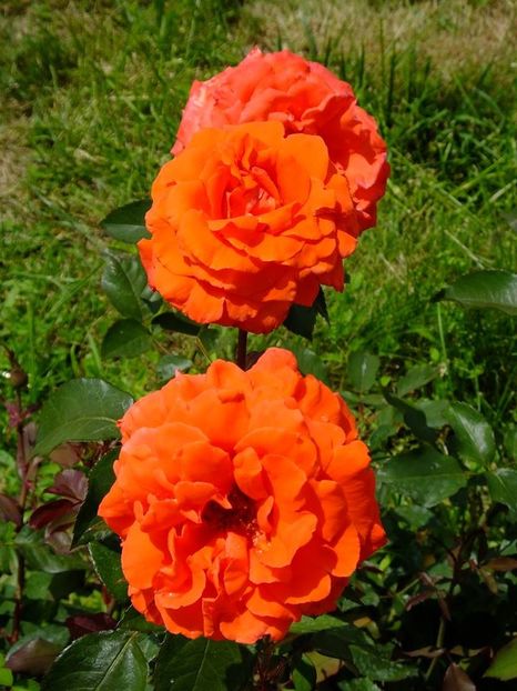 nn th port3 - 2016_05_06_Mai_Iunie