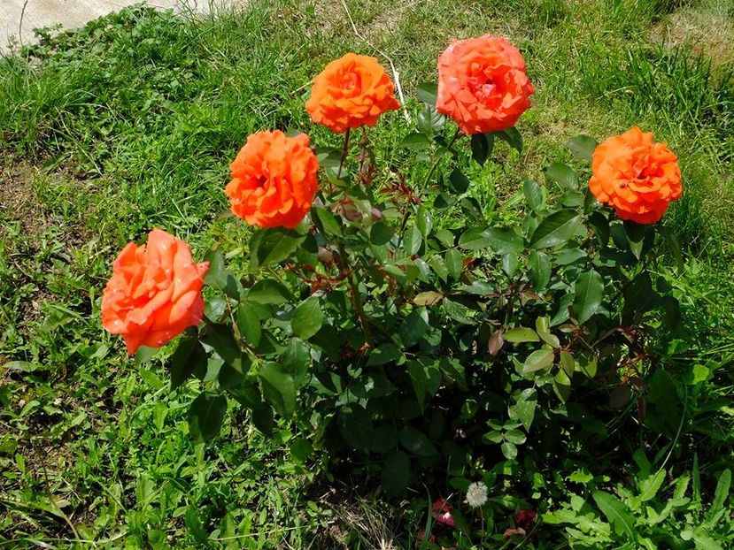 nn th port4 - 2016_05_06_Mai_Iunie