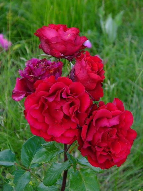 nn th rosu apa magazie - 2016_05_06_Mai_Iunie