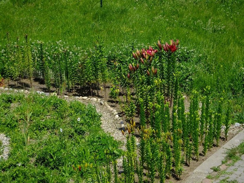 octogon2 - 2016_05_06_Mai_Iunie