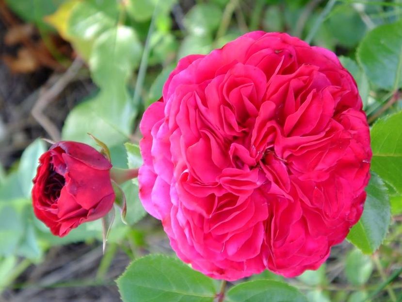 red leonardo - 2016_05_06_Mai_Iunie