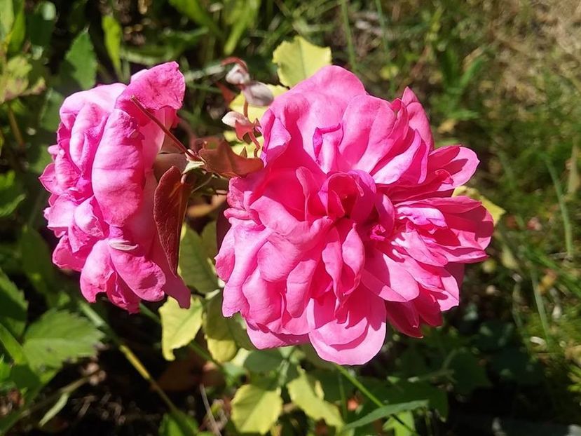 ru - 2016_05_06_Mai_Iunie