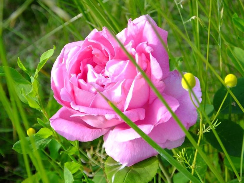 souv robert - 2016_05_06_Mai_Iunie