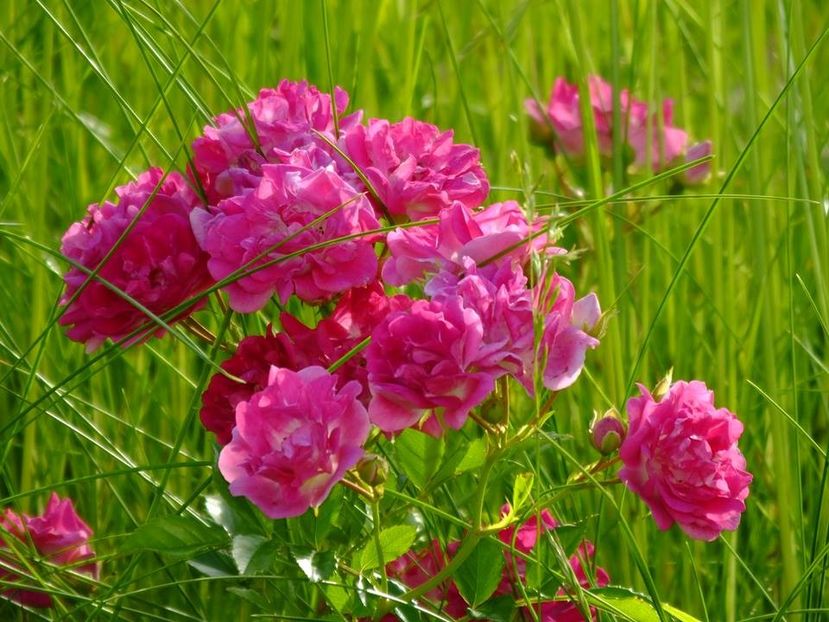 super excelesa - 2016_05_06_Mai_Iunie