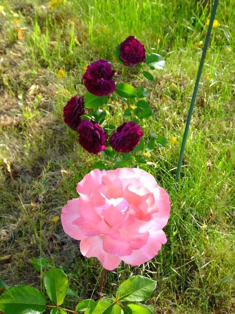 tradescant - 2016_05_06_Mai_Iunie