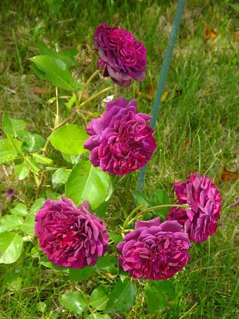 tradescant2 - 2016_05_06_Mai_Iunie