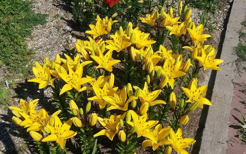 crini1 - 2016_05_06_Mai_Iunie