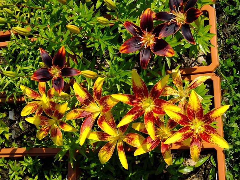 crini7 - 2016_05_06_Mai_Iunie