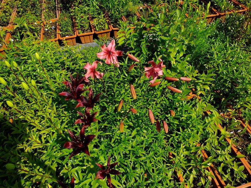 crini19 - 2016_05_06_Mai_Iunie