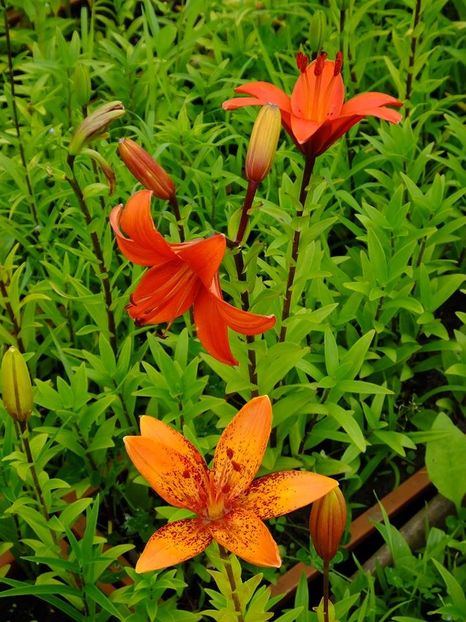 crini30 - 2016_05_06_Mai_Iunie