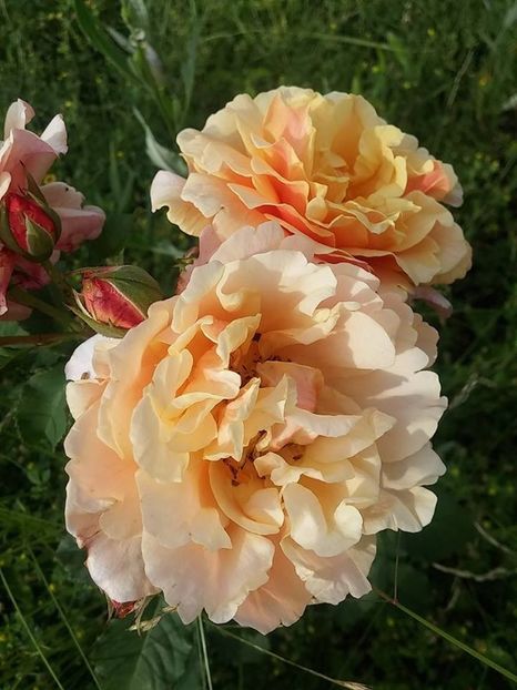 aloha - 2016_05_06_Mai_Iunie