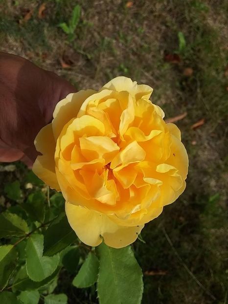 grahan thomas - 2016_05_06_Mai_Iunie