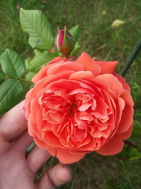 summer song2 - 2016_05_06_Mai_Iunie