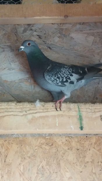  - MASCULI matca 2017