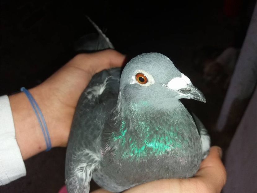 Masc 2017 50%Vandenabele 50% Aarden - Porumbei de vanzare