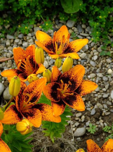  - 2016_06-08_Iunie-August