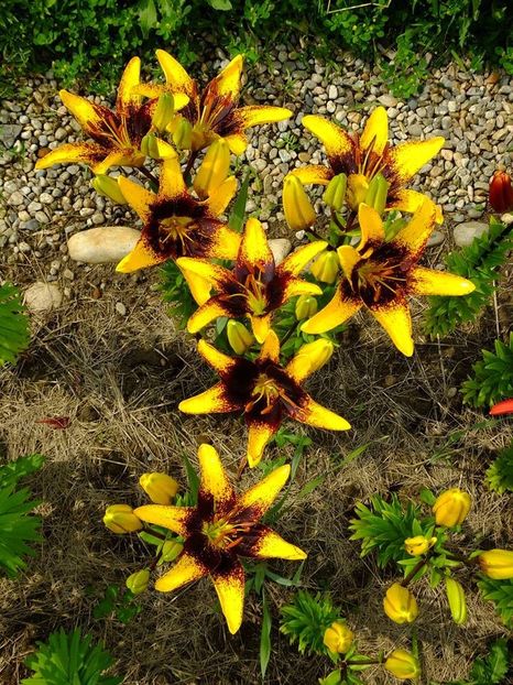  - 2016_06-08_Iunie-August