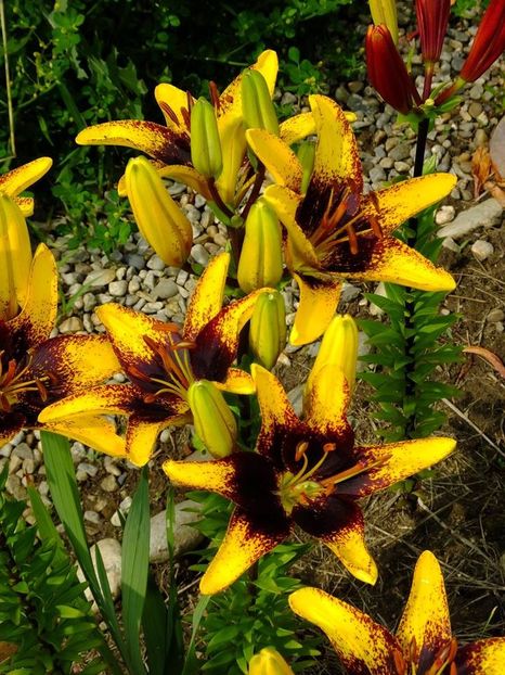  - 2016_06-08_Iunie-August