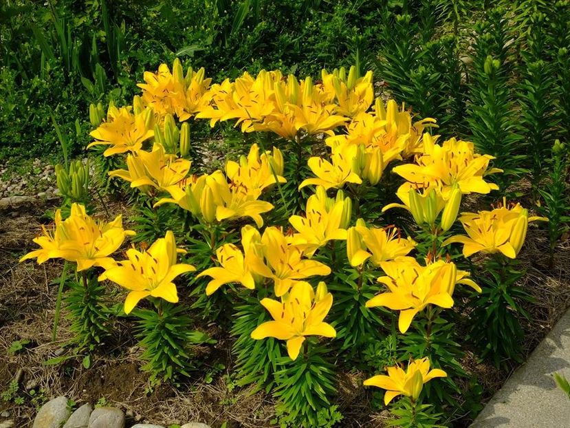  - 2016_06-08_Iunie-August