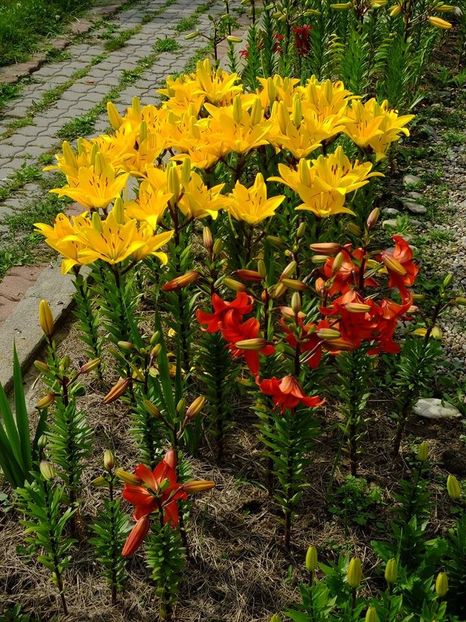  - 2016_06-08_Iunie-August